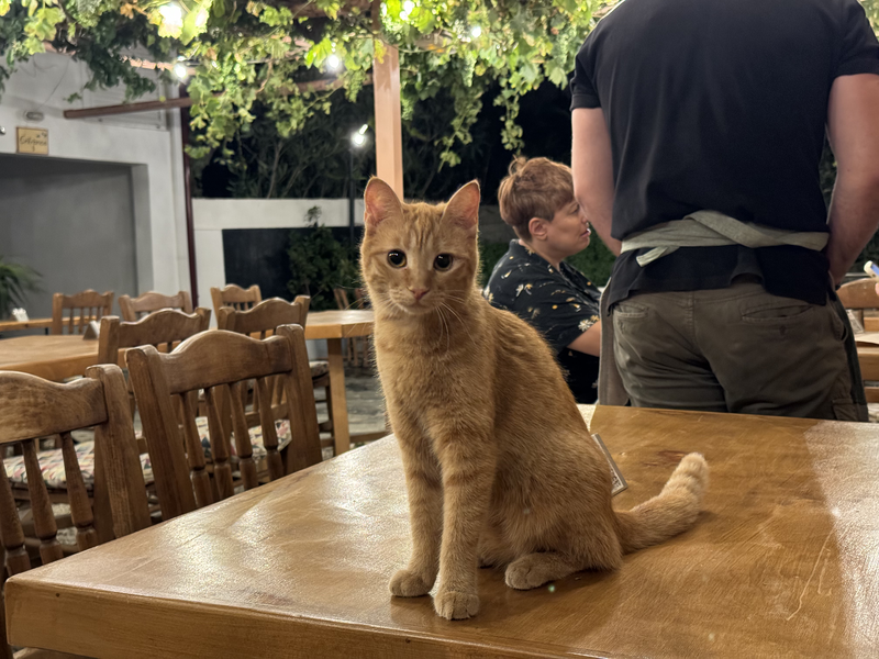 A cute orange cat sitting on a restaurant table in Paleochora